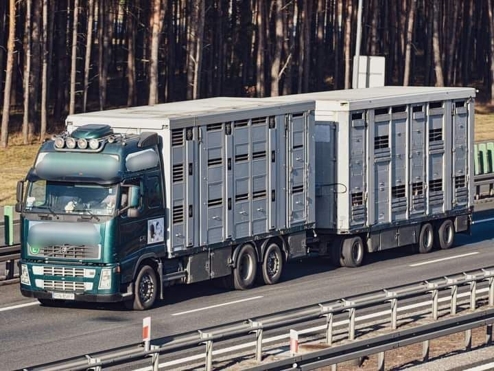 Crédit-bail de Volvo FH 12 Animal transporter Volvo FH 12 Animal transporter: photos 2