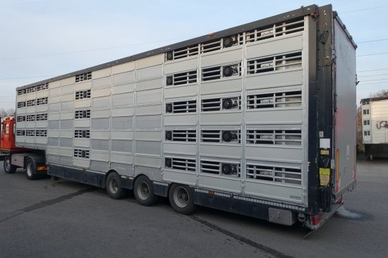 Semi-remorque bétaillère Pezzaioli SBA32/G , 5 Stock , Viehtransporter  , Tränkeranlage,: photos 2