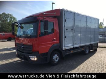 Fourgon grand volume pour transport de animaux Mercedes-Benz 821L" Neu" WST Edition" Menke Einstock Vollalu: photos 1
