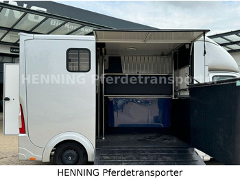 Camion chevaux Renault Master 3 - Sitzer: photos 5