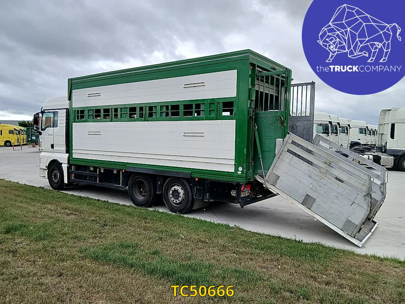 MAN TGX 460 - Camion bétaillère: photos 3 MAN TGX 460 - Camion bétaillère: photos 3